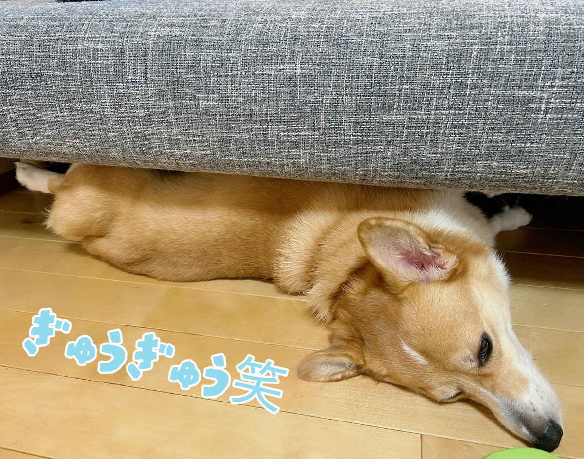 🌭ねる🐶 tweet media