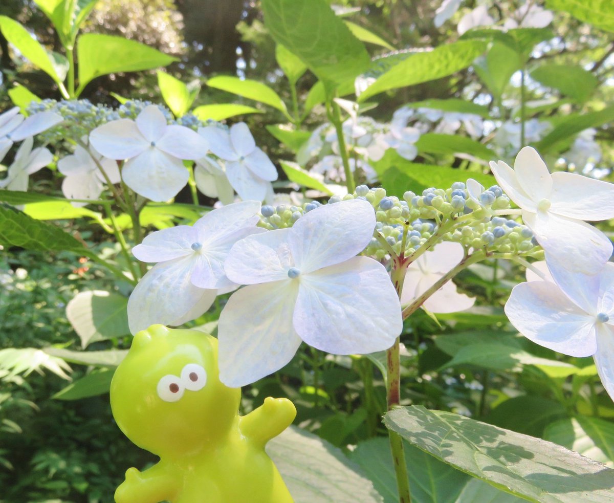 mtdkyo's tweet photo. どっちもきれいだよ ✾𓈒⋆ https://t.co/wYjG67R5oE