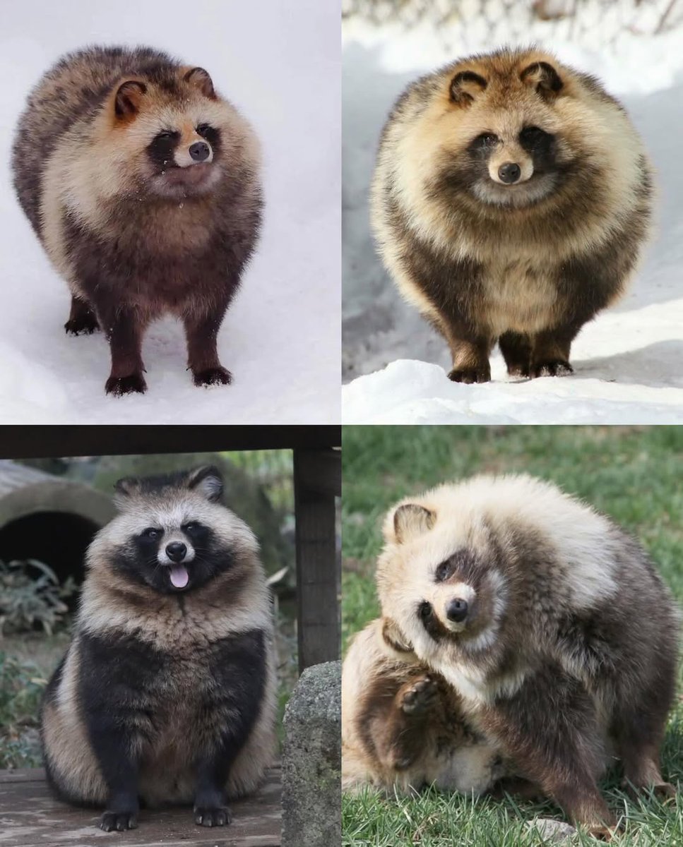 Hakasemon64's tweet photo. Tô até hoje sem  entender porque o povo chama pristimon de panda vermelho se não foi confirmado isso, muito pelo contrário ela literalmente segue a base dos tanuki/guaxinim como seu perfil sugere, sendo uma versão mecanizada do bichinho https://t.co/JHRSj99hiS