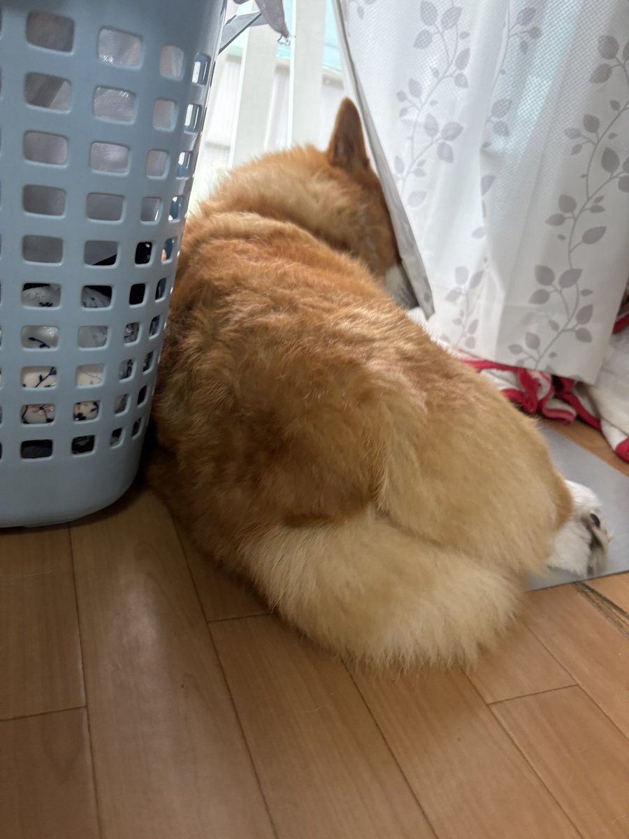 hollanderu0128's tweet photo. おしりデカいなぁ…って悪口言ってたら気づいた(怖) https://t.co/zmaz7hccE4
