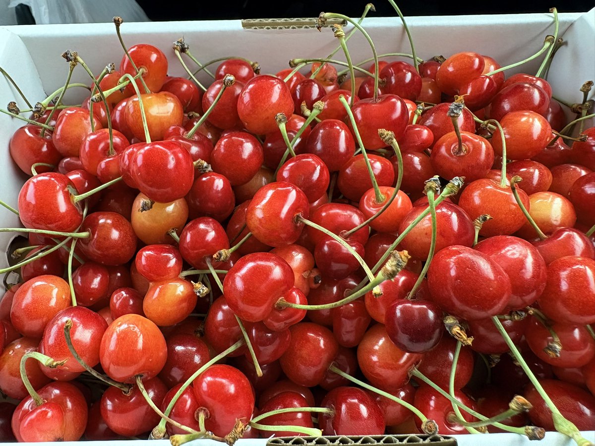 a_y_lsg's tweet photo. 先週と今日とさくらんぼ🍒の収穫のお手伝いして来たー!!!
大好きなさくらんぼに囲まれてめちゃくちゃ幸せな楽しい時間でしたわ🤭
傷モノもお土産にいただいて感謝の極み🙏🏻✨
帰りがけに気になってたパリパリのクレープも食べて来た🥰
幸せ～～～～～♡ https://t.co/dvGS2RMQvH