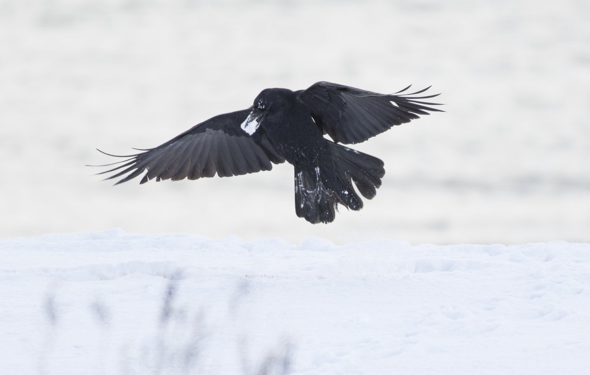 KE_mi's tweet photo. 鳥のポーズ・素材集 カラス編に
「雪の中で過ごす」「物を掴んで飛ぶ」写真素材を合計146点追加しました。ご活用ください！

https://t.co/XNKBmP2kBJ https://t.co/1dZoLnSIGm