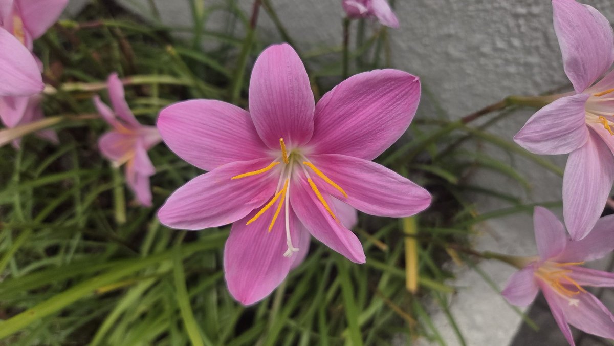 130sarf's tweet photo. さわやかウオーキング三ケ根
花の写真多め https://t.co/pZPEeA40eB