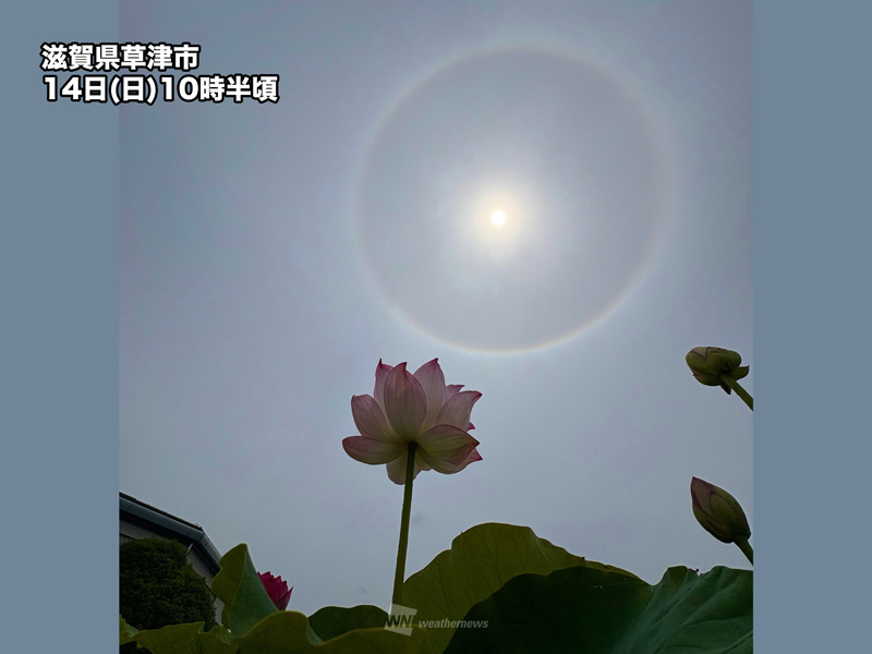 wni_jp's tweet photo. 【ハロが出現】
今日14日(日)は西・東日本の上空に「ハロ」が見られています。梅雨前線が北上している影響です。

💡"ハロ"とは...
上空に薄い雲が広がっているとき、太陽の周りにボンヤリと見えるリング状の明るい部分を指します。日暈(ひがさ)とも呼ばれる虹色現象です。
https://t.co/PZ1aCcdcKI https://t.co/Aox5RQaSy0