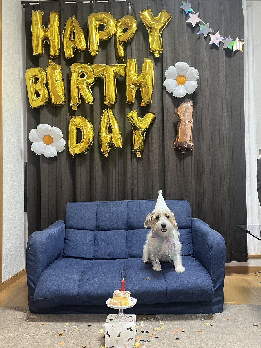 alpha_beiry3's tweet photo. 12日で1歳になりました。 https://t.co/j1sGTQbaJJ