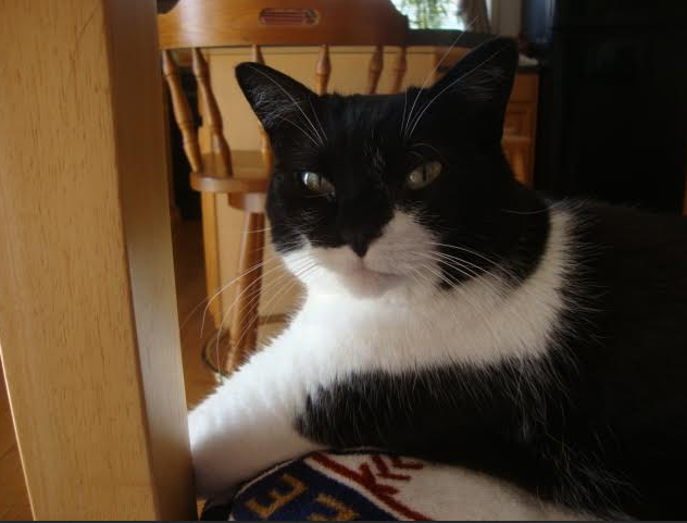 Karn_Borelli's tweet photo. @MastrXYZ My tuxedo girl Chloe also has kidney issues and arthritis.  She is 15.  Her litter mate died in 2017. https://t.co/6OlEN7Xtv7