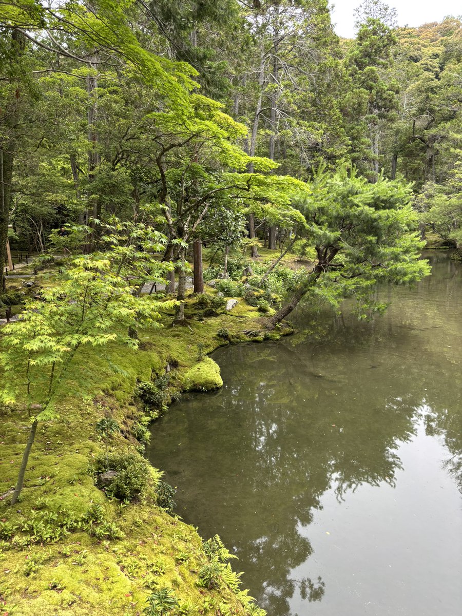 WheThe256's tweet photo. 苔寺、良いところだった。静か... https://t.co/SvFRNFBnS3