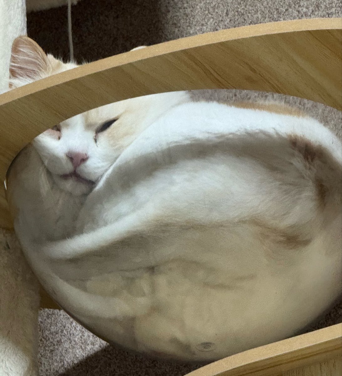 NacosGuard's tweet photo. ٩(*´︶`*)۶おはよ〜♬

むぎゅー|´-`)…zzZ

 #猫好き #スコティッシュフォールド #猫好きさんと繋がりたい #なこモカ成長録 https://t.co/NRvpE4UFUW