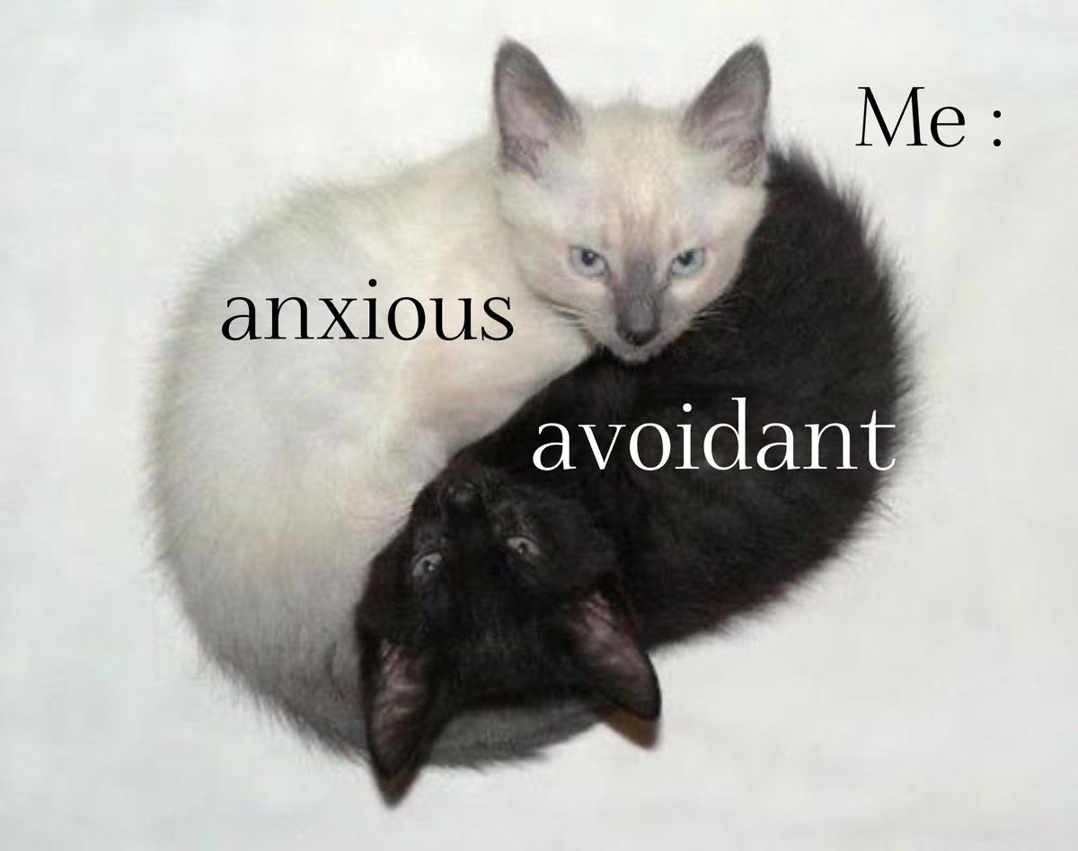 🕷️ tweet media