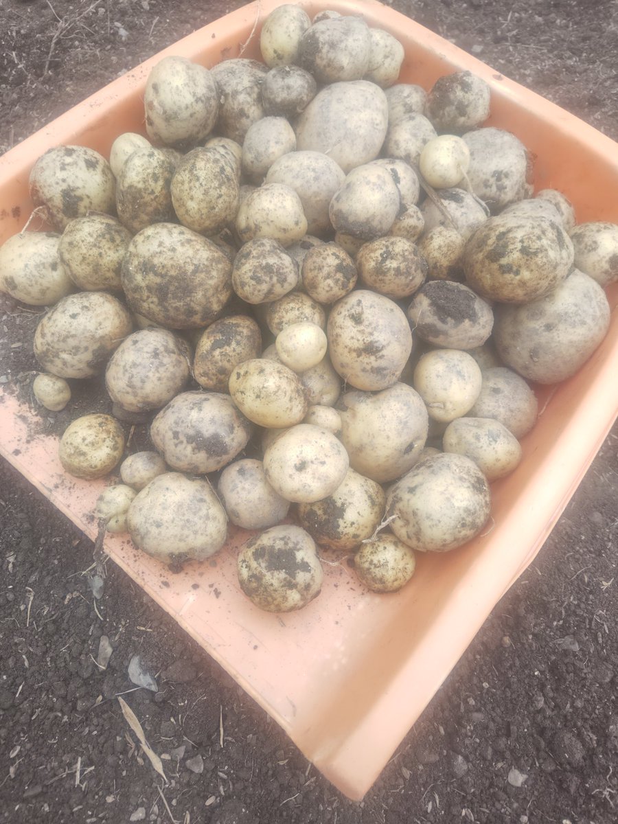 isl0804's tweet photo. じゃがいもの収穫をした！🥔 https://t.co/J1hF3QwXlk
