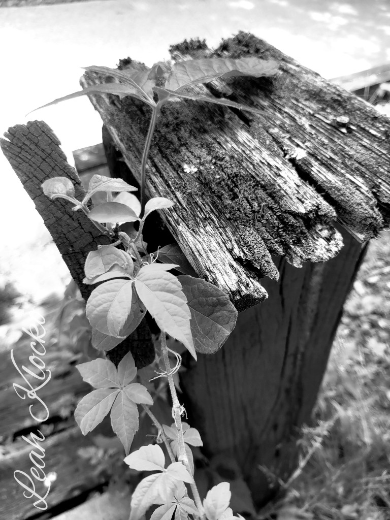 leahklocko's tweet photo. Today's B&amp;W #blackandwhitephoto #blackandwhitephotography #blackandwhitephotos #blackandwhite https://t.co/TSMbIcUASf