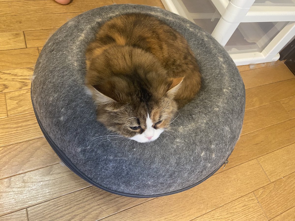 komumeru2025's tweet photo. ドーナツクッション🍩に埋まるとさらに小さくなるむうちゃん https://t.co/OmfanabxFX