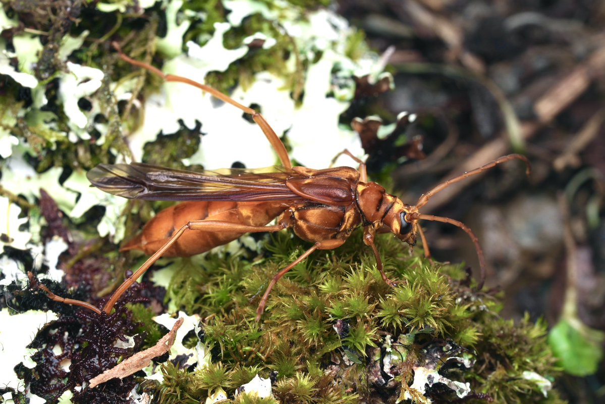 insect_hcc's tweet photo. 初めてホソコバネカミキリを採集したのですが、ティッシュの上に産卵してしまいました。どうやって飼育したらいいでしょうか…… https://t.co/ha4eOEgBEm