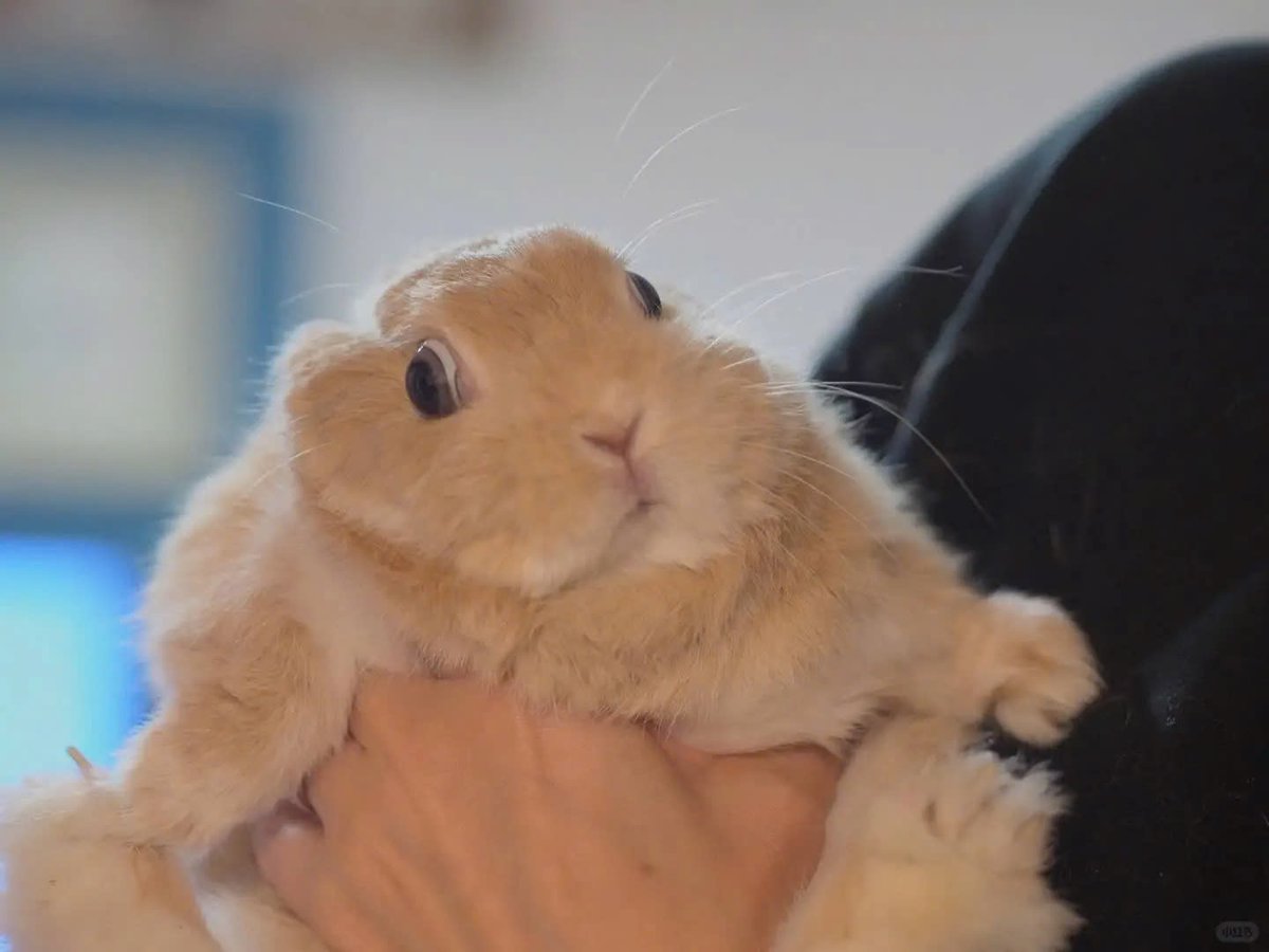 Why you should have a rabbit tweet media