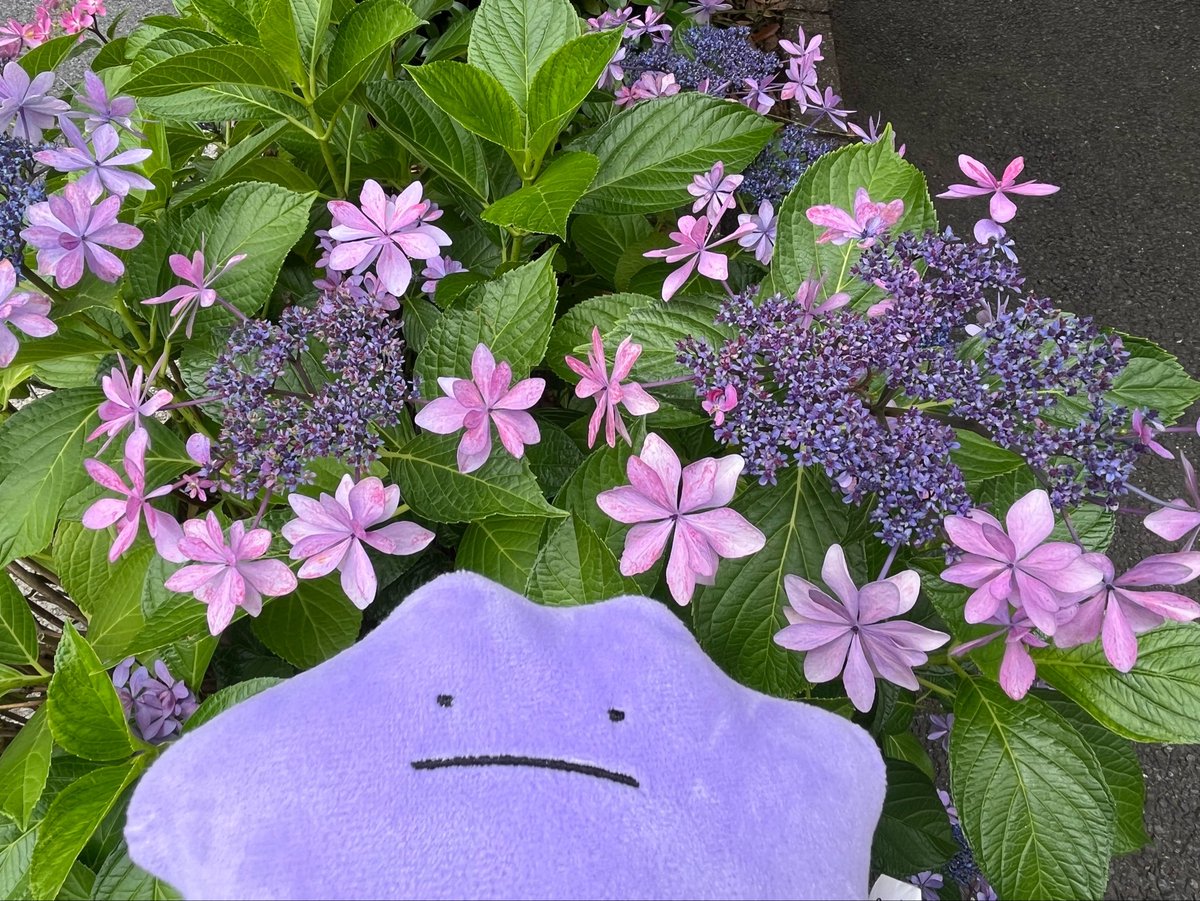 Metamon2026's tweet photo. ガクアジサイだよメタモン
#メタモン https://t.co/PysiEeA7sa