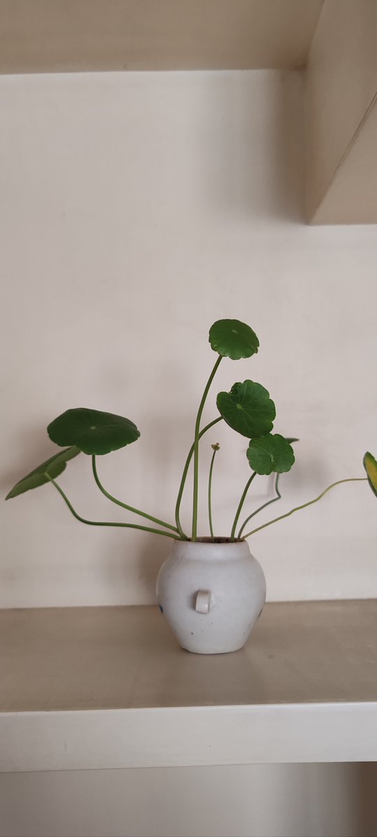 Lucas_Ricciardi's tweet photo. Pro tip for succulent lovers! Water only when soil is completely dry (usually every 2-3 weeks) and place in bright indirect sunlight. Keep these cuties happy, they’ll liven up any space! https://t.co/I9CwqHQ0Vz