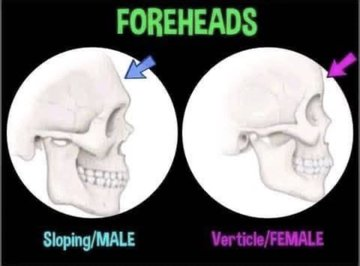 BearVisits's tweet photo. Understand skulls of males and females as they are different. Foreheads are different, eyes are placed in the skull farther apart on males, closer on females. Female skull is like an upside down egg shape, male skull is a bit wider and blockier.  Thank you goes to @jojannetje (there are many other aspects we look at besides this, but we encourage you study skeletal forensics so you can see what we see!  #EGI #Inverts