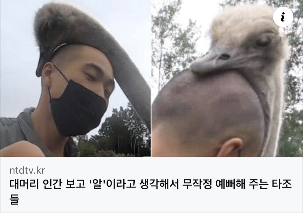 dagarikkam's tweet photo. 현재 상태 : 타조 https://t.co/vAGahrM3pG