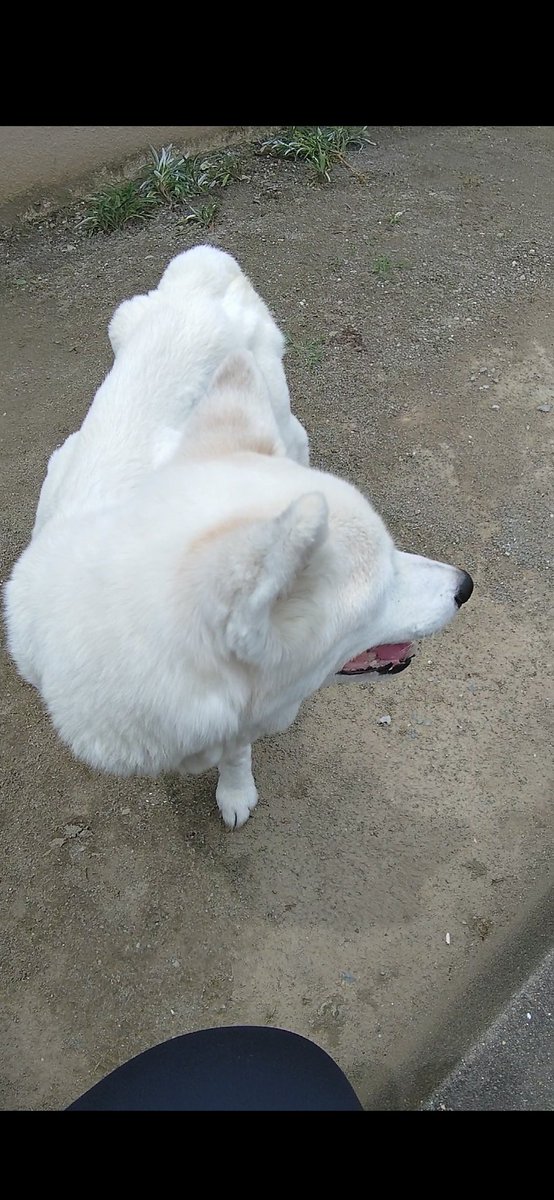 noranekovo22's tweet photo. 【迷子犬】市川市南大野付近で犬を探している方はいませんか？今日11:30頃見かけて、一度見失いましたが、轢かれたら嫌なので周辺を探し回って発見し警察に通報、市川大野駅前交番に引き渡しました。
・たぶん女の子
・首輪等なし
1日も早く家族の元に帰れますように。
#迷子犬 #市川市 #市川大野 https://t.co/LbtjymjvxU