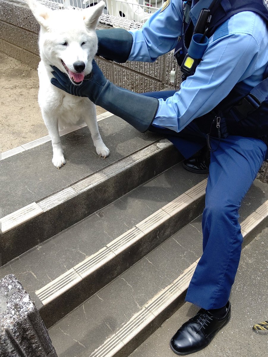 noranekovo22's tweet photo. 【迷子犬】市川市南大野付近で犬を探している方はいませんか？今日11:30頃見かけて、一度見失いましたが、轢かれたら嫌なので周辺を探し回って発見し警察に通報、市川大野駅前交番に引き渡しました。
・たぶん女の子
・首輪等なし
1日も早く家族の元に帰れますように。
#迷子犬 #市川市 #市川大野 https://t.co/LbtjymjvxU