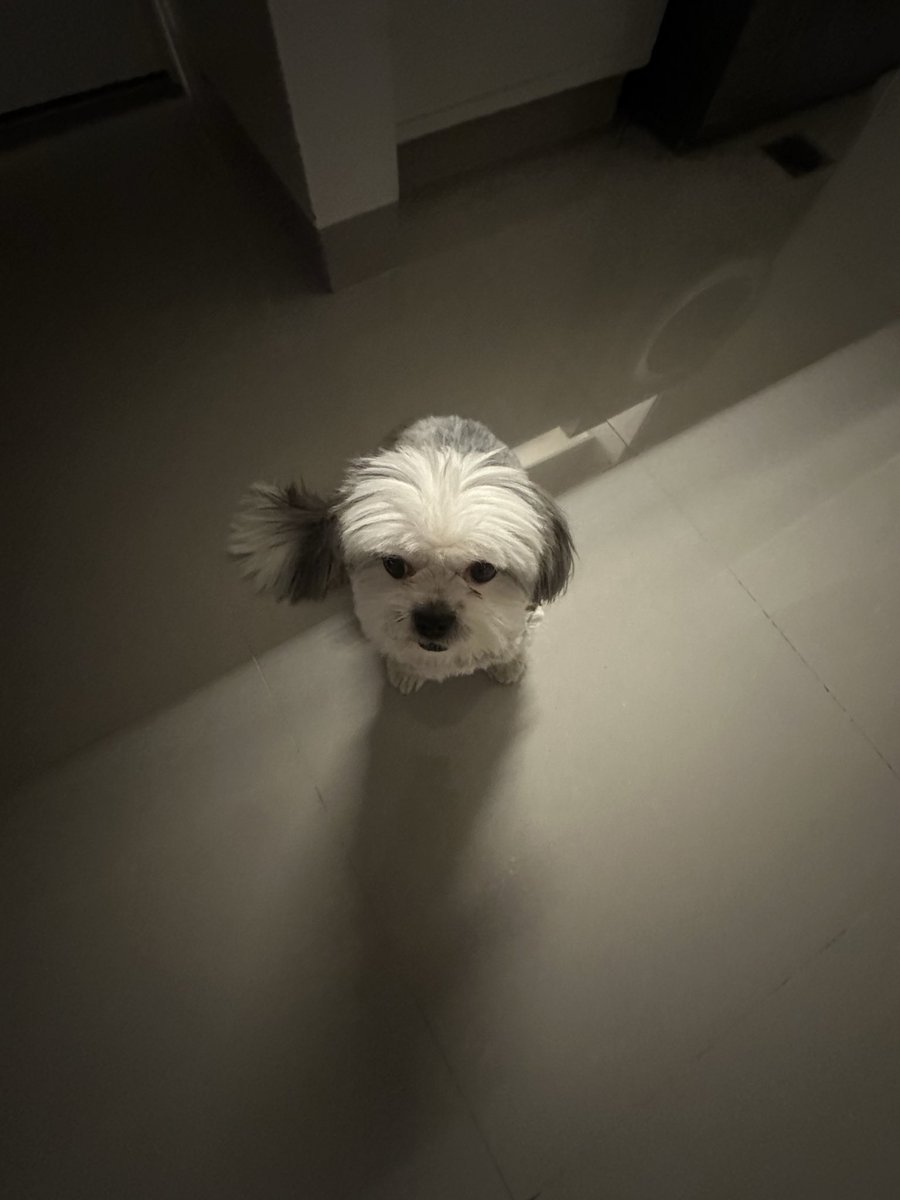 MonoCastagna's tweet photo. Starting pack, partido mundialista a las 01:00. 

✅ Canino Revoltoso Talla Baja
✅ Mate (muy caliente) 
✅ Ventana abierta. Frio. 
✅ Guia Mundialista, amigos de Sobremesa. https://t.co/kE2QE8Si6b