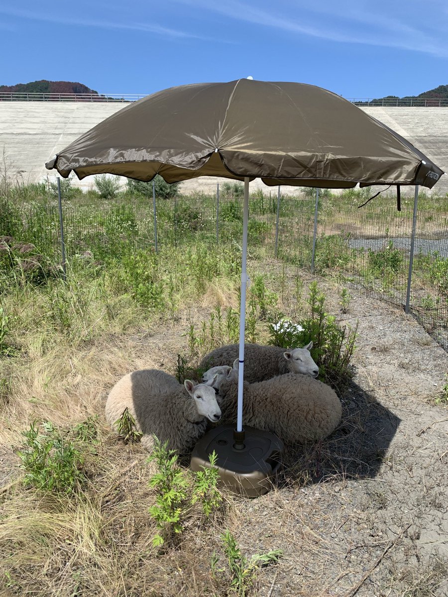 sanrikushiokaze's tweet photo. ヒツジの草刈りボランティア🌱🐏
お腹いっぱいになったら、パラソルの下でひと休み。 https://t.co/8PIsNkdDQE