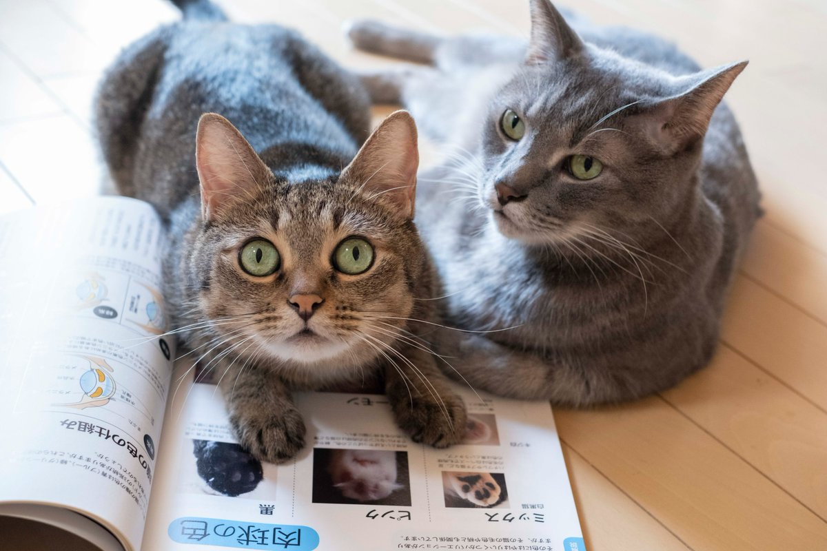 nekokentei's tweet photo. #ねこ検定 ではこの度、新たに検定合格者としてのお声を掲載いただける方々を募集しています。
検定合格されて、その知識をどのように活かされているか、猫との生活の変化などを発信されたい方、ぜひ下記フォームよりご応募ください！募集は明日6/15（月）まで！お待ちしております🐾
↓
https://t.co/j5gcStNdq3

ねこ検定合格者の声ページ（現在）
https://t.co/t1wzNhjqRU

#猫 #猫のいる暮らし #ねこ #合格 #猫好き
