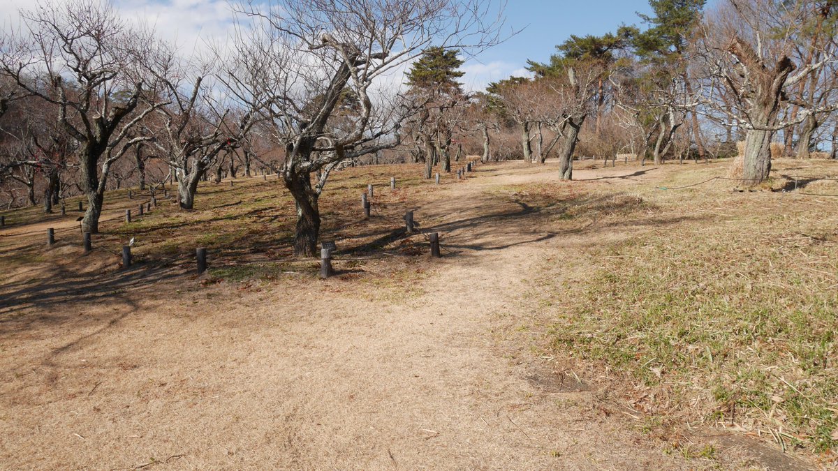 Davout77's tweet photo. 山崎城、谷戸内。
谷戸の底に寺沼と呼ばれる沼がある。
公園の梅林として整備されているが、基本的には自然地形である。 https://t.co/bmWU36N6C8
