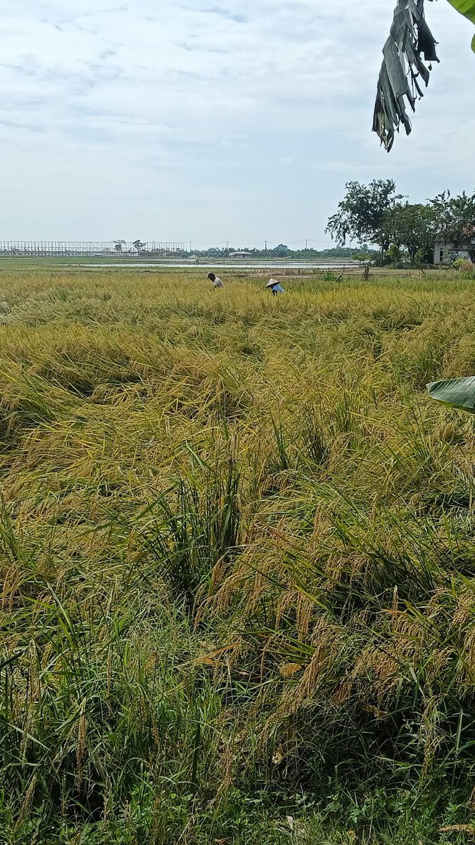 EBES_89's tweet photo. Rencana mau di panen seminggu lagi,malah roboh hantam angin 🤦 https://t.co/JL7eSnogbm
