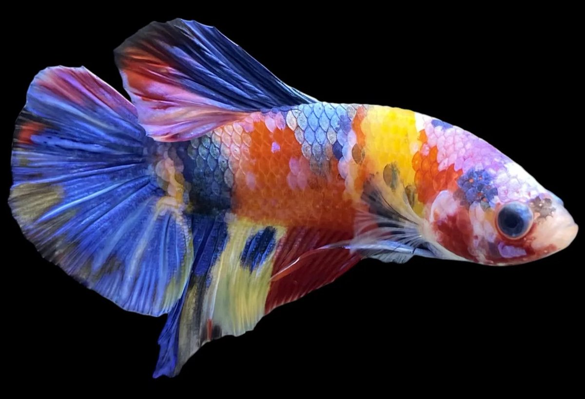 EidolonNight's tweet photo. One last fish for the ecosystem. https://t.co/FSDMWDm5xt