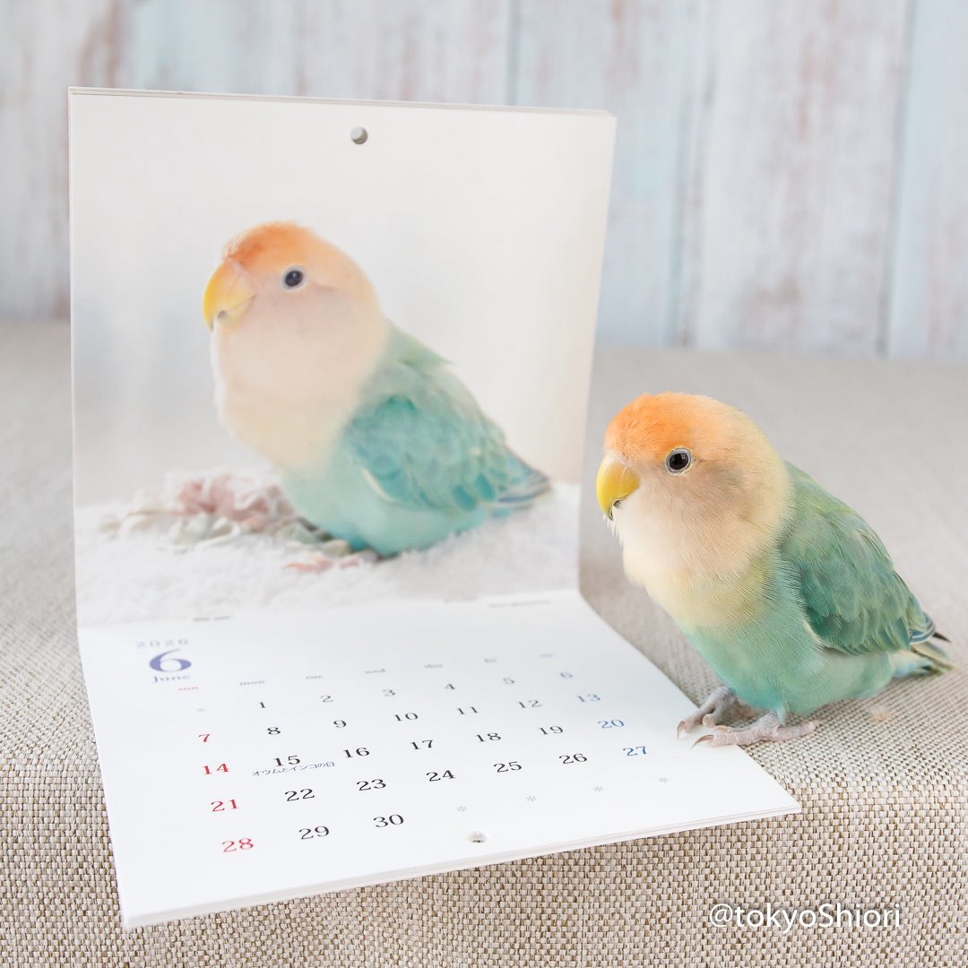 tokyoShiori (@tokyoshiori) / Posts and Replies / X
