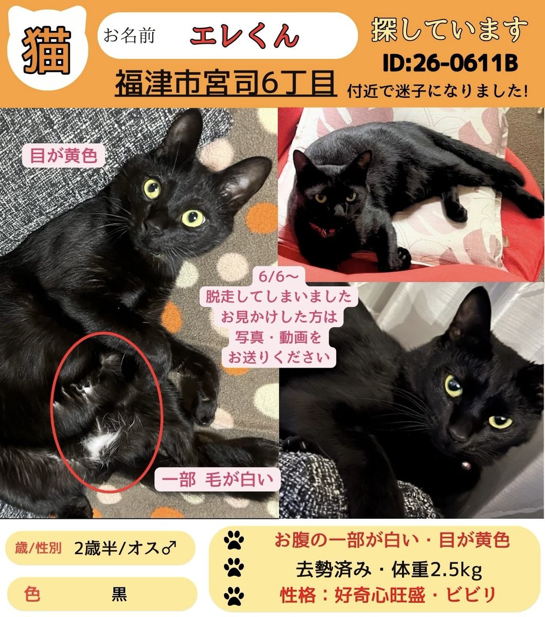 catpro222's tweet photo. 【📢拡散希望】 
📷福岡県 福津市宮司
6/6〜エレくんが迷子になっています
📷 性別：男の子（去勢済み） 
📷 年齢：2歳半
📷 体重：2.5kg 
📷 首輪なし・桜カットなし
📷 性格：好奇心旺盛・ビビリ
お見かけされた際は、些細な情報でも構いません。ご連絡下さい。
拡散のほど、よろしくお願いいたします
猫捜索  #猫探し #猫探偵 #キャットプロ #福岡県
#黒猫 #室内飼い #脱走猫 #迷い猫 
#見かけたら連絡ください