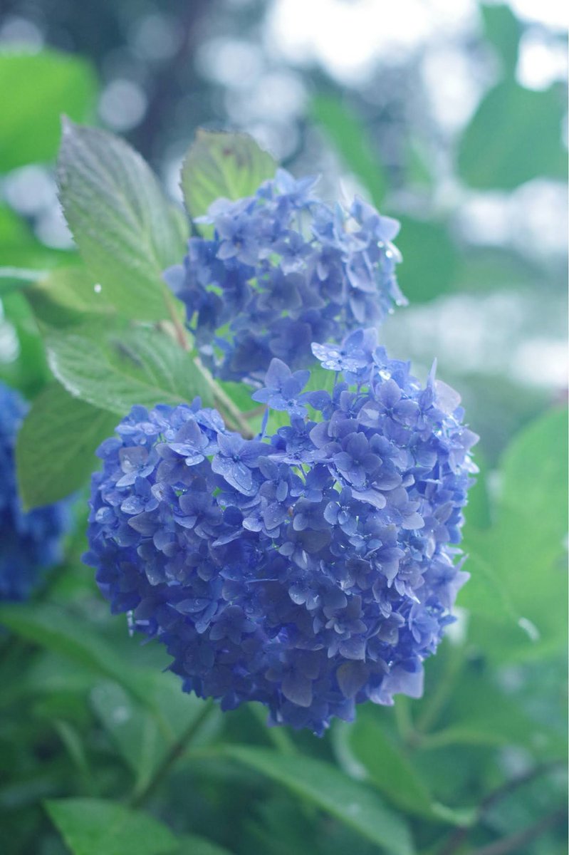 momotuyon's tweet photo. こんばんは
今日は買い物の他は家でゴロゴロ

2025年6月14日の写真です
何年振りかの月照寺
#TLを花でいっぱいにしよう
#pentax https://t.co/aPa1P4saYe