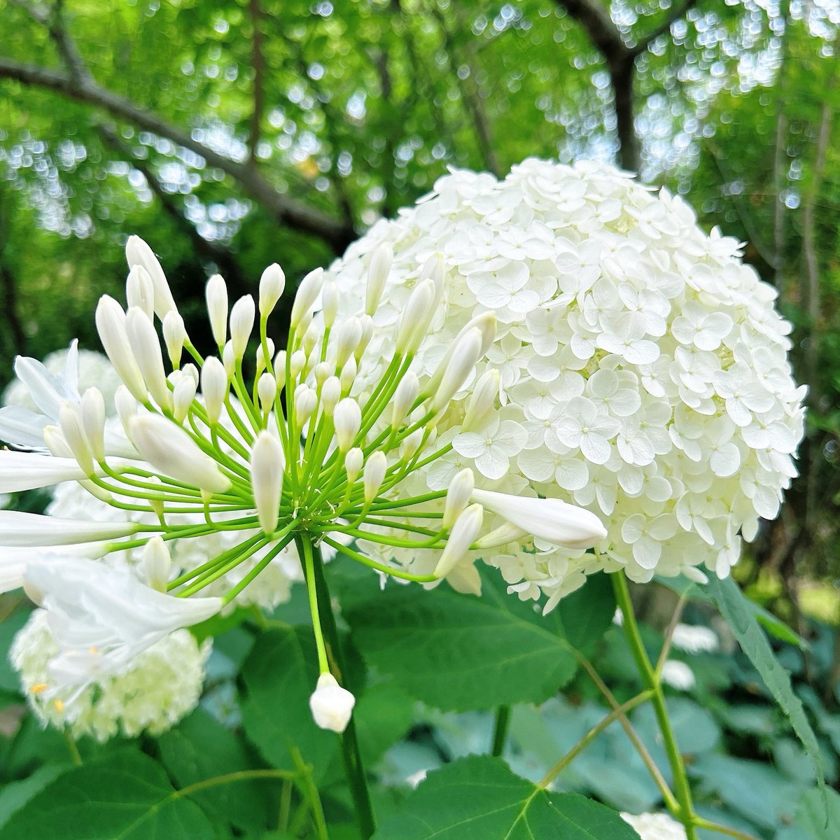 10040kun's tweet photo. 美味いシーメーを食べてお花を見てきたわ😘🌸 https://t.co/IcNx9iXMe0