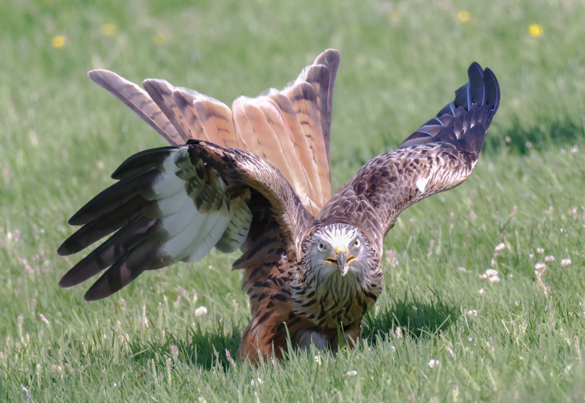 Jeff’s Wildlife Photography tweet media