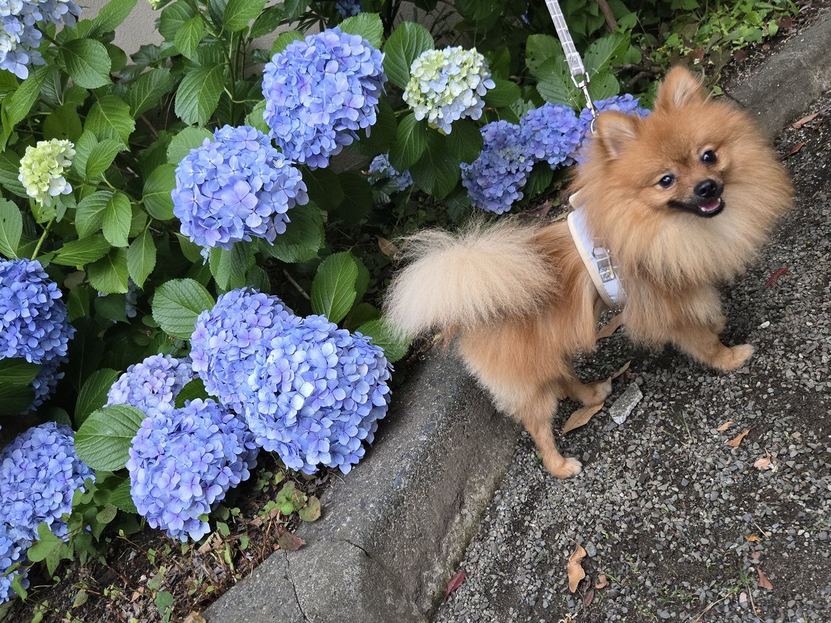 algon0411's tweet photo. 1株？でグラデーションの紫陽花
可愛すぎる🫶

至る所で色んな紫陽花咲いててこの時期の散歩楽しい🐶

 #犬といる暮らし
 #ポメラニアン
  #紫陽花 https://t.co/PgY5MDB3W7