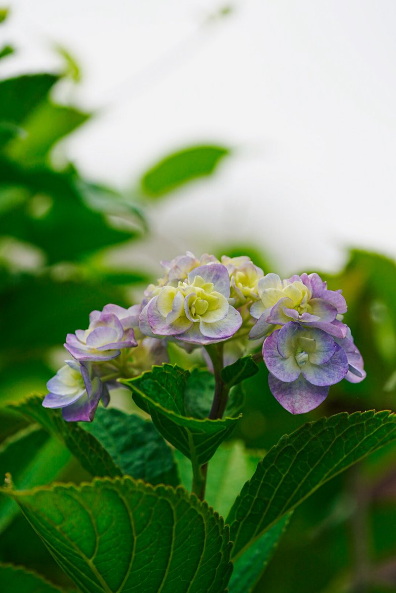 Nori44582452's tweet photo. いつもの道で、鮮やかに咲く紫陽花

Camera:α6700
Lens:SIGMA 56mm F1.4 DC DN

#紫陽花 #あじさい #アジサイ https://t.co/2m5sOdwWNx