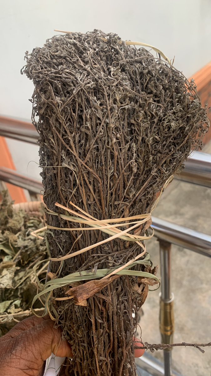 ewe_com_ng's tweet photo. four plants called awon ako ewé merin , Plants with masculine attributes due to their power 
Ewé ìná
Ewé èsìsì funfun 
Ewé olóyin

?? 

Guess the last ako ewe ? 

You can also purchase this herbs on ewe app https://t.co/LogKspfnkQ