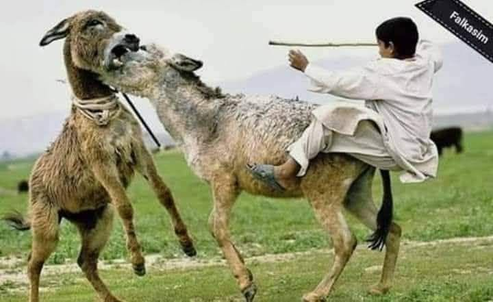 garbirim's tweet photo. عندما تتصارع الحمير على المرعى يكون نصيب الشعب السقوط... https://t.co/aUDCWhPRm1