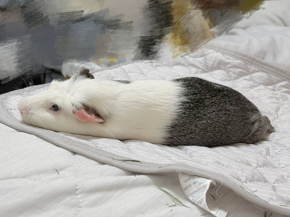 honyu1013's tweet photo. のびーるチモよ

#モルモット
#guineapig
#기니피그 https://t.co/NMHX3W4bgf