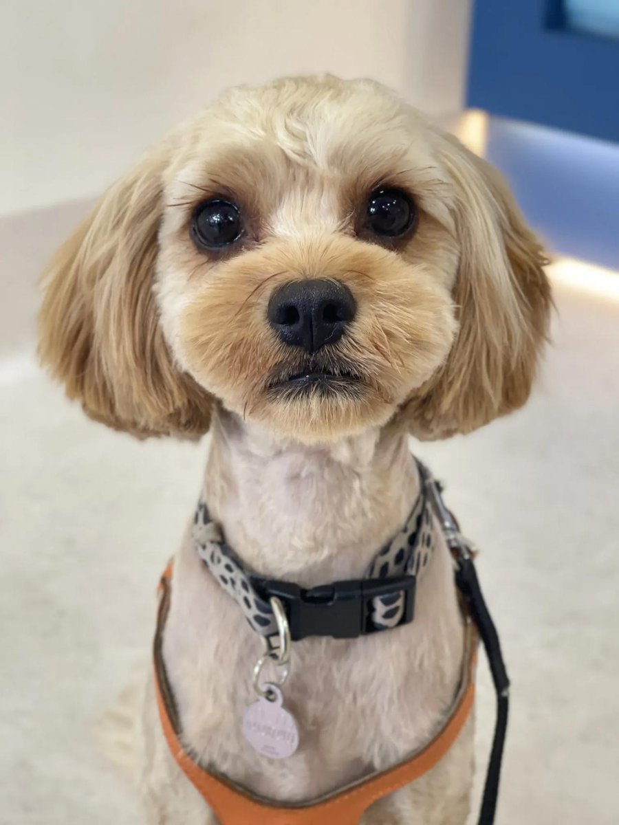 Juzzup's tweet photo. My little pup just hit 6 months old! Watching her go from a tiny wiggly ball to this curious clumsy joy is the best thing ever.  #PetGrowth #DogLovers， https://t.co/T920vsadzl