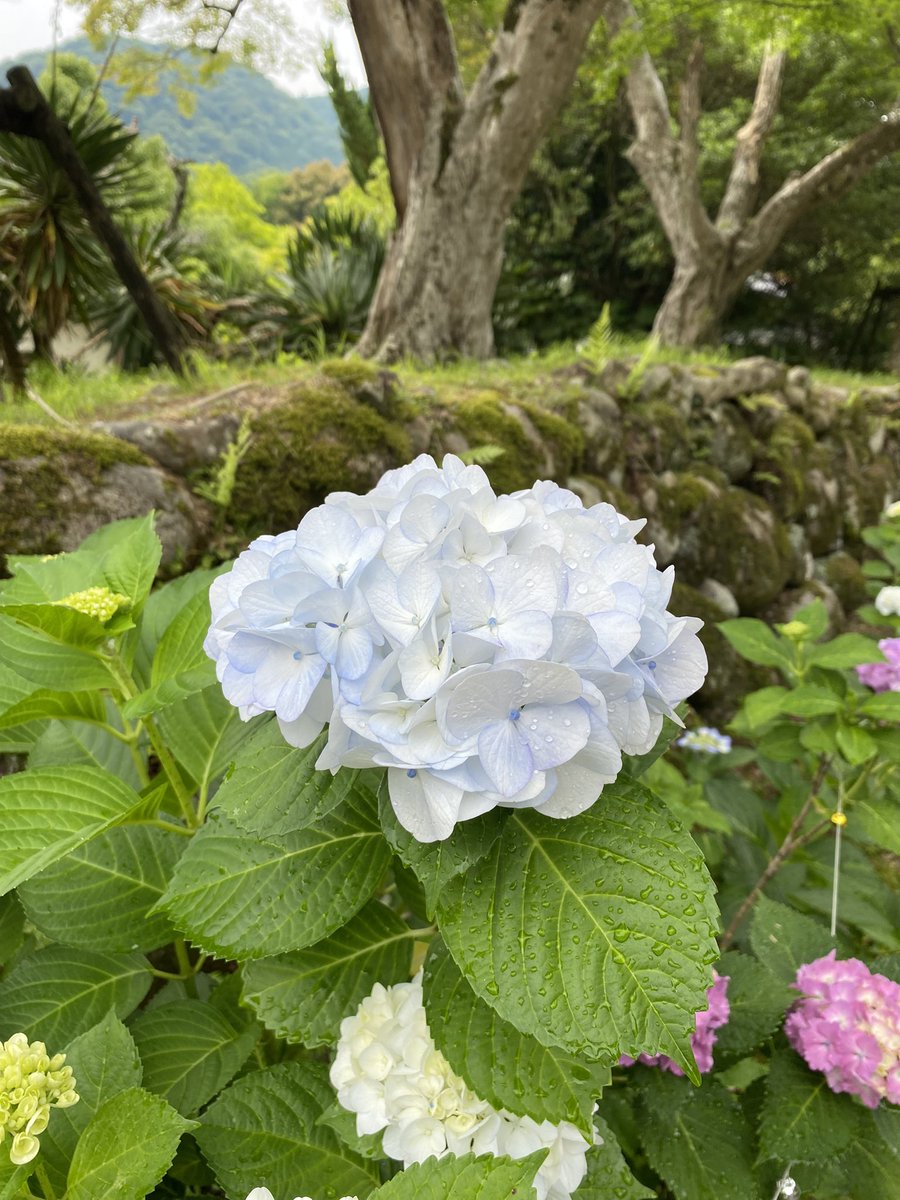 gotton1116's tweet photo. 🍀本日の絶景🍀
久安寺(紫陽花)

大阪府池田市の #久安寺 へ
行ってきました♪
紫陽花の有名なお寺で
彩りある花々と静寂な雰囲気に
癒されました✨ 

映える「あじさいうかべ」は、
6/20-30ですので、来週が
オススメ👍 https://t.co/KgfmIVLQvp