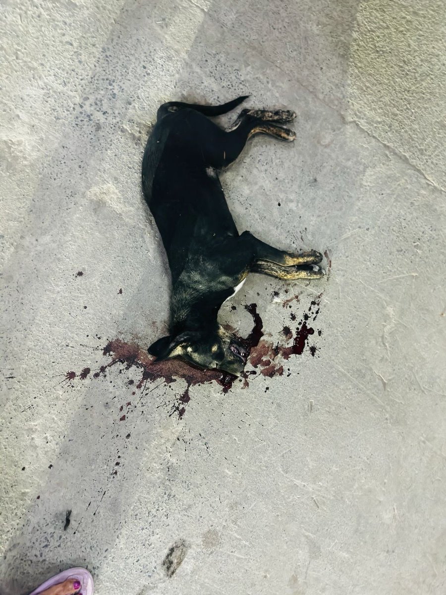 JahnaviIyer's tweet photo. This dog was found dead at Ajnara Homes, Greater Noida on 26 April 2026.

Today, we are once again mourning series of dead dogs.

What was dismissed as a one off incident has now been followed by multiple deaths over the past weeks and months.

These animals are not statistics.
They were living, feeling beings who suffered and died while authorities failed to act.

We all deserve answers.
The animals deserve justice.

Investigate every death.
Check every CCTV camera.
Hold those responsible accountable.

@noidapolice
@OfficialGNIDA @noida_authority @myogiadityanath
@CP_Noida
@SHObisrakh
@2_noida
@DCPGreaterNoida
@DCPCentralNoida
@dmgbnagar
@ajnarahomes
@dgpup @LiveLawIndia
@PMOIndia

#JusticeForDogs #AjnaraHomes #GreaterNoida #AnimalCruelty #SaveIndianDogs
#SaveIndianAnimals