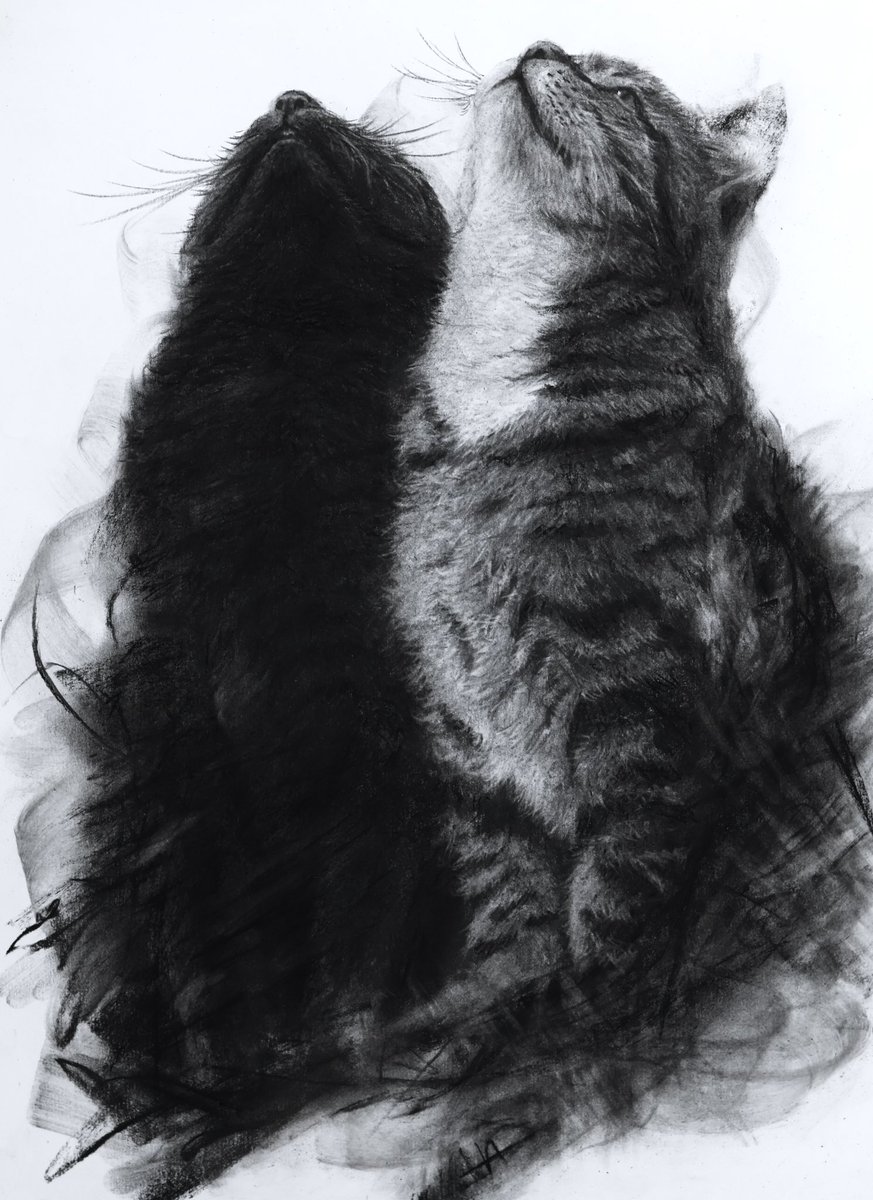 ryosuke_art5's tweet photo. 木炭で描いた猫 https://t.co/kG3YeSl5C7