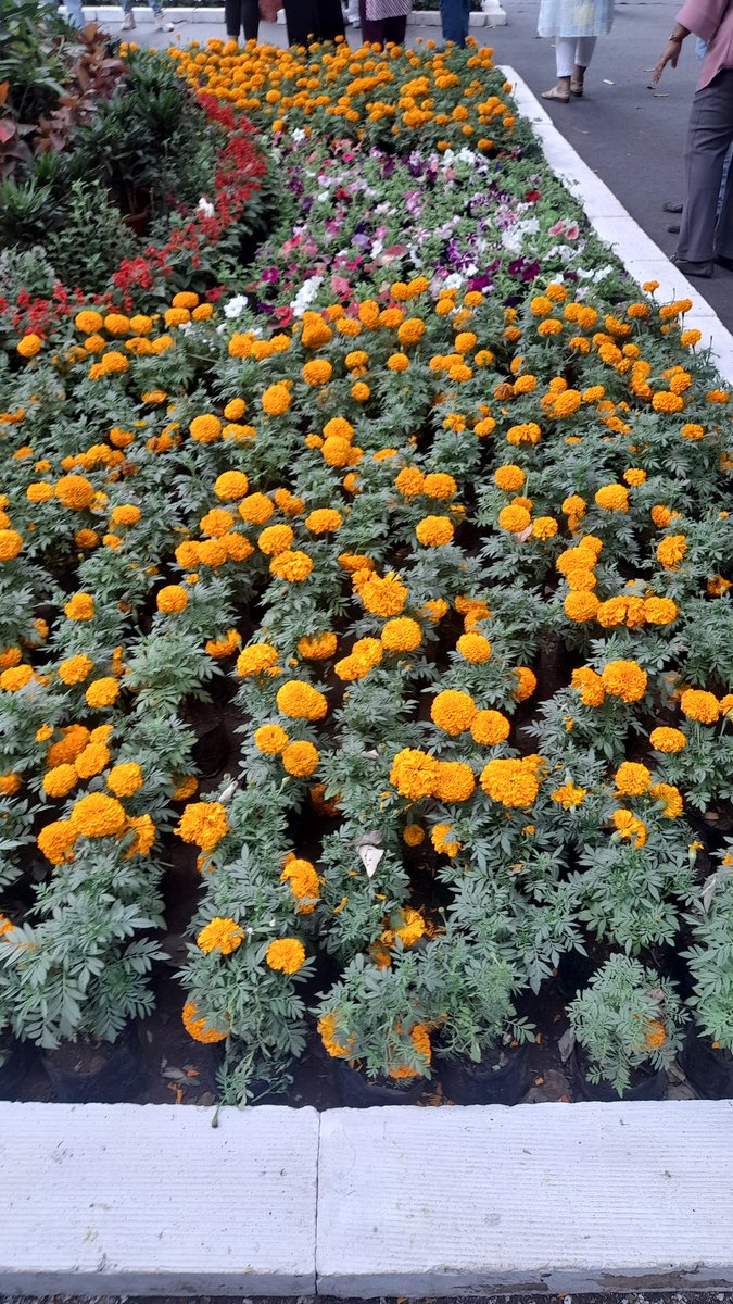 siiuujal's tweet photo. MILF : Man I love Flowers
#Flowers #Sunday #weekdendvibe #nature #milf https://t.co/uNpq2rznue