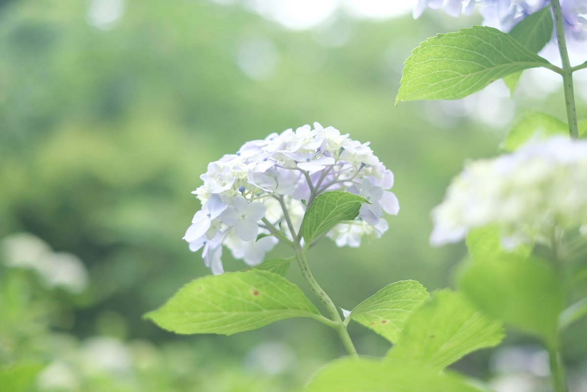 maisorairo's tweet photo. 朝は紫陽花を見に行きました˖ . ݁𝜗𝜚. ݁₊
今、見ごろのところが増えていますね・・！

TBSラジオ爆笑問題の日曜サンデー始まっています.
お天気は今日も14:50過ぎころです・° https://t.co/cmx1kcg8v4