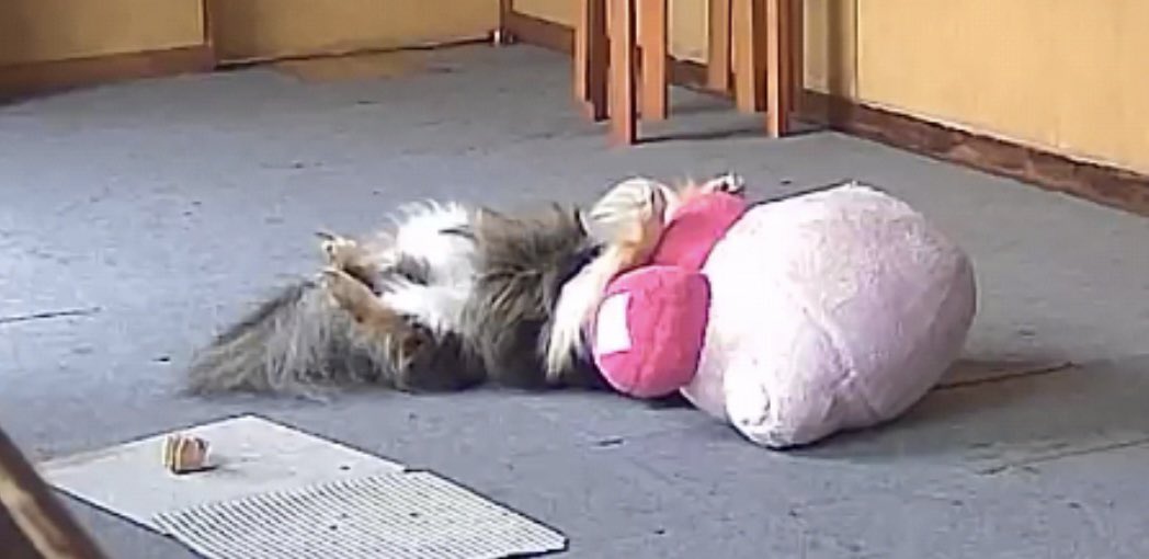 mattundaira2525's tweet photo. 凛ちゃんお出かけしてしまって激萎え激寝のココ https://t.co/wvT5zg9wxD