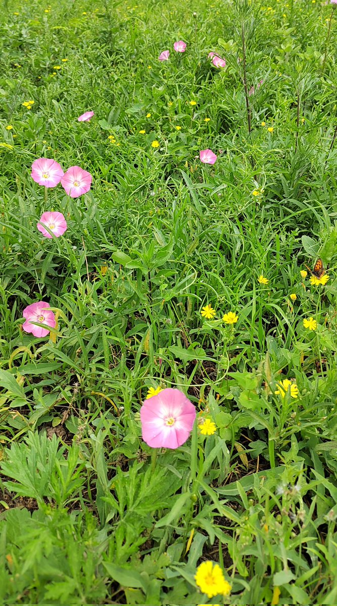 JanHLee1's tweet photo. Amid untamed meadow’s spreading green,
Soft‑pink, golden, violet blooms unfurl their delicate sheen,
Dark‑yellow and pale‑gold wanderers make their sweet survey,
Free nature breathes where wild small beauties always find their way.
No artificial order nor man‑made rules hold sway https://t.co/1RxWz6gRQr