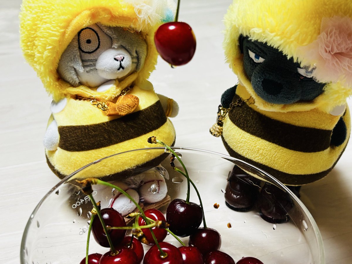 Nitamagoo's tweet photo. 食べ物ガン見ブンちゃんシリーズ https://t.co/ZKYwJnXfkh