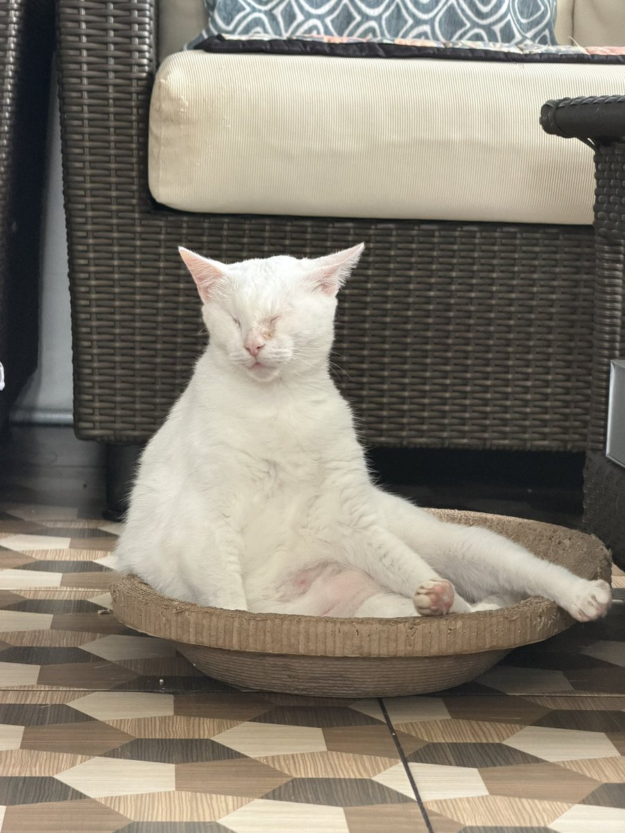 CottonTheBrave's tweet photo. Yay! Mumsy finally got some new photos. Just woke up from a morning nap and there she was, ready with her cam. Happy weekend dear pals! Purrr all you want! 😻 https://t.co/7u23iisTrN